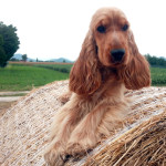 Cocker Spaniel Inglese Femmina - Francini's Diva