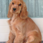 Cocker Spaniel Inglese Femmina - Francini's Diva