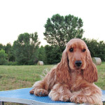 Cocker Spaniel Inglese Femmina - Francini's Diva