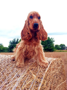 Cocker Spaniel Inglese Femmina - Francini's Diva